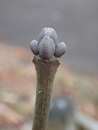 マルバアオダモの冬芽の写真