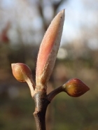 クロモジの冬芽の写真