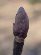 ダンコウバイの冬芽の写真