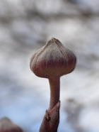 ハナミズキの冬芽の写真