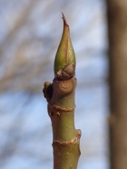 イヌビワの冬芽の写真