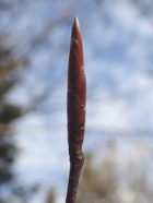 ブナの冬芽の写真