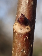 ハンカチノキの冬芽の写真