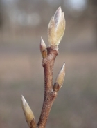 ヒメシャラの冬芽の写真
