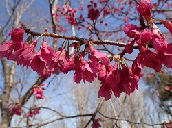カンヒザクラの花の写真