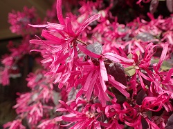 ベニバナトキワマンサクの花の写真