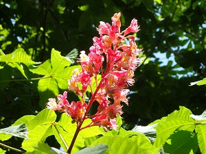 ベニバナトチノキの花の写真