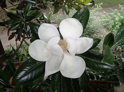タイサンボクの花の写真