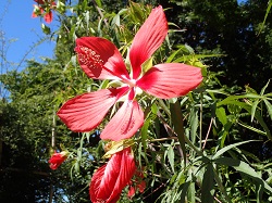 モミジアオイの花の写真