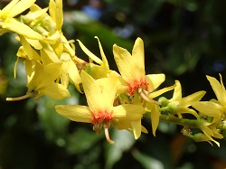 オオモクゲンジ（ムクロジ科）花の写真