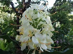 ジンジャー（ショウガ科）花の写真