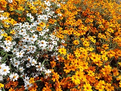 ジニア花の写真