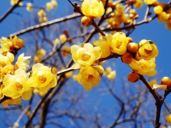 ソシンロウバイ花の写真