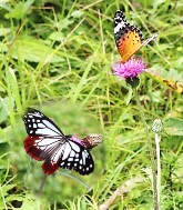 ノハラアザミと蝶の写真