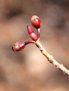 アブラチャンの花芽と葉芽の写真