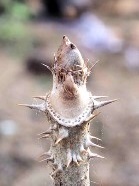 タラノキの冬芽と葉痕の写真