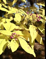 ムラサキシキブの紅葉の写真