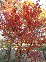 イロハモミジの紅葉の写真