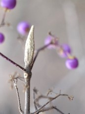 ムラサキシキブの冬芽の写真