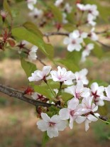 ヤマザクラの花の写真