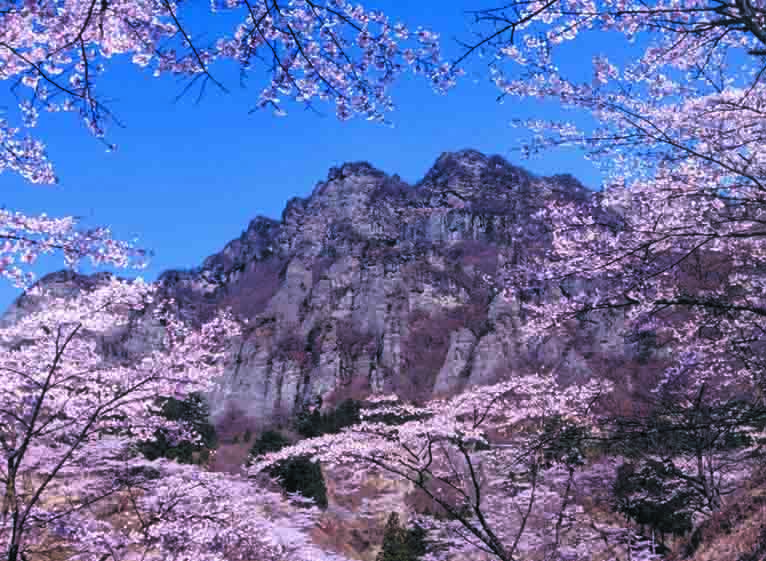 県立森林公園　さくらの里（下仁田町）風景写真