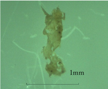 採取されたマイクロプラスチック（ポリエチレン）画像1