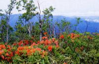 花見ヶ原高原の写真の画像