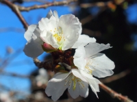 冬桜の画像