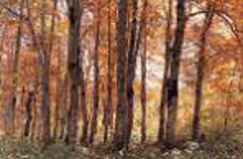 （森林）イメージ写真　