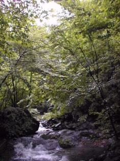 清らかな水を育む森林：写真