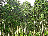 大桁県有林イメージ画像