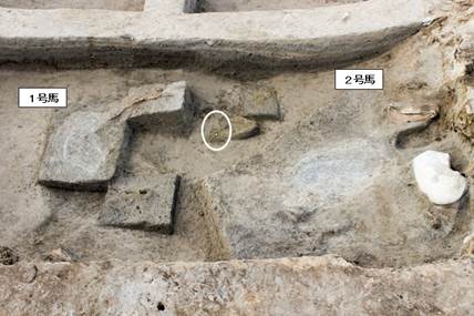 （写真2）5号竪穴建物馬骨出土状態（白丸：古墳人の臼歯）の画像