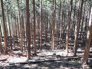 条件不利地の間伐状況の写真