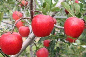 群馬県が育成したリンゴ新品種「紅鶴」の写真