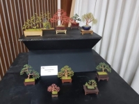 盆栽展示の写真