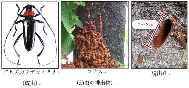 クビアカツヤカミキリの成虫、フラス（幼虫の排出物）、脱出孔の画像