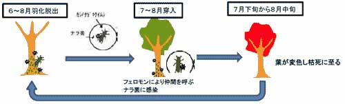 ナラ枯れのサイクル図画像