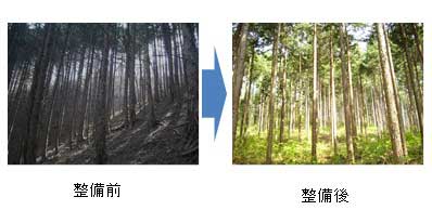 森林の整備前と整備後の状況写真