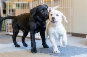 探知犬の写真