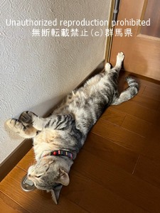 行方不明猫の写真