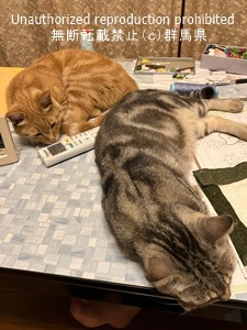 行方不明猫の写真