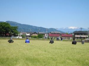 （画像）採種圃の雑穂抜き