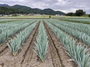 （画像）生育中の上州ネギ