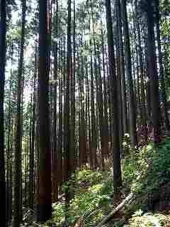 スギの林のイメージ写真
