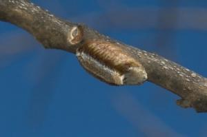 ハラビロカマキリの卵鞘の写真