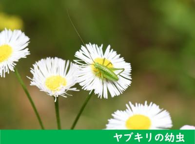 ヤブキリの幼虫