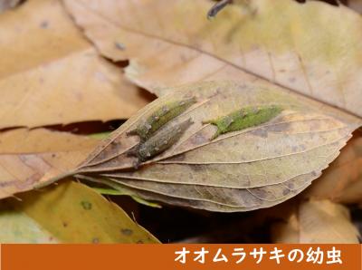 オオムラサキの幼虫