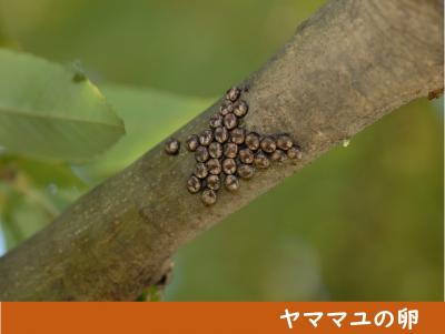 ヤママユの卵