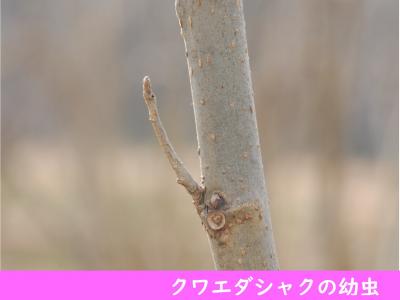 クワエダシャクの幼虫