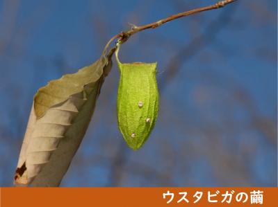 ウスタビガの繭